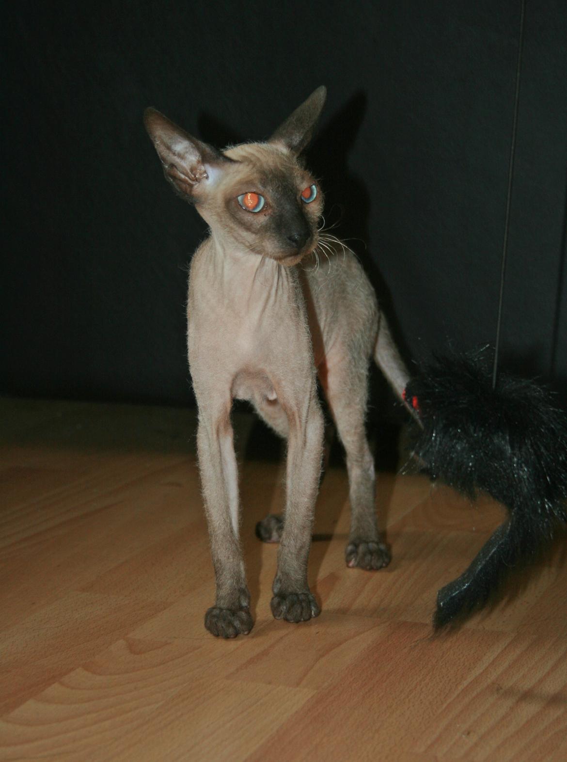 Sphynx Isabella *BABY* billede 26