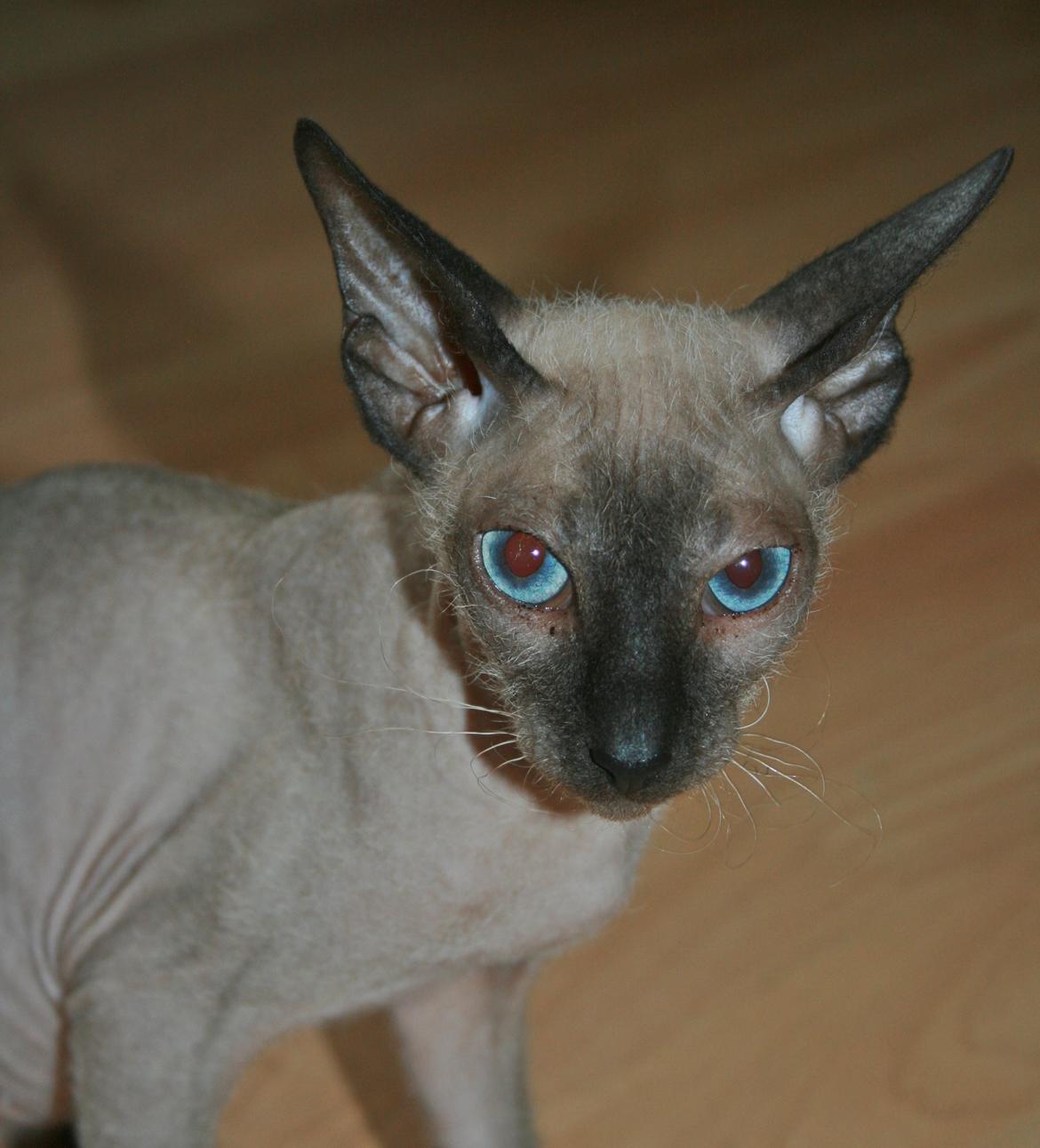 Sphynx Isabella *BABY* billede 27