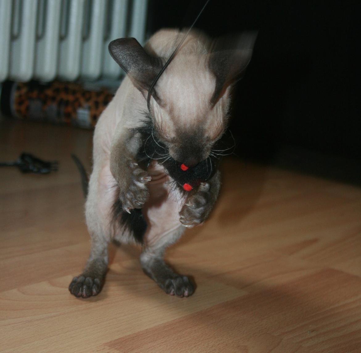 Sphynx Isabella *BABY* - Mors helt egen lille rotte :) billede 13