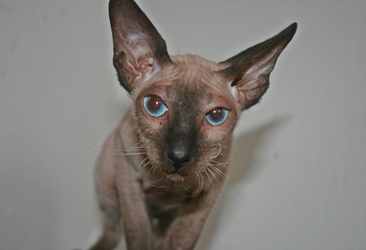 Sphynx Isabella *BABY* billede 4