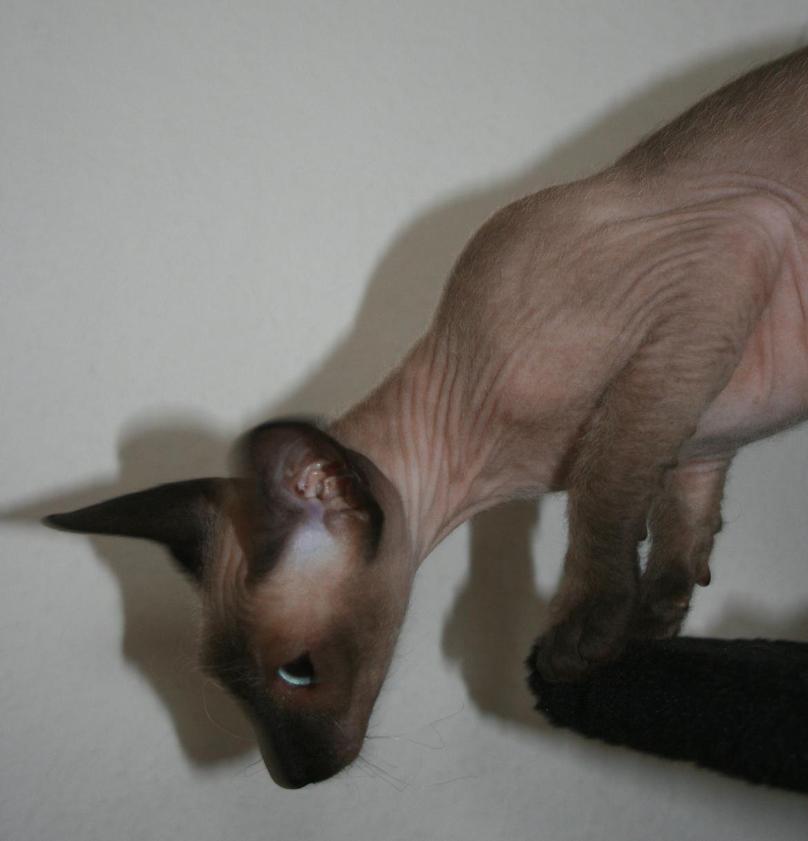 Sphynx Isabella *BABY* billede 28