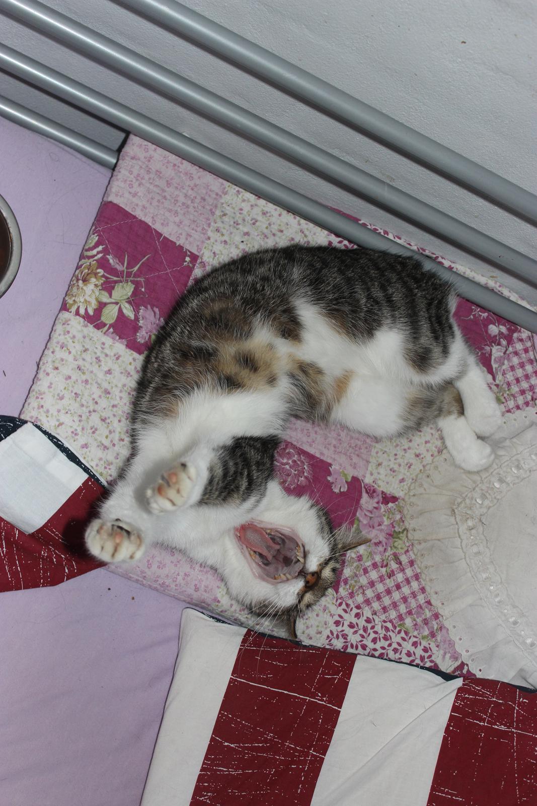 Manx ~ Frida AkA. Mis - Afslapning! :-D♥.
Sommer 2013. billede 18