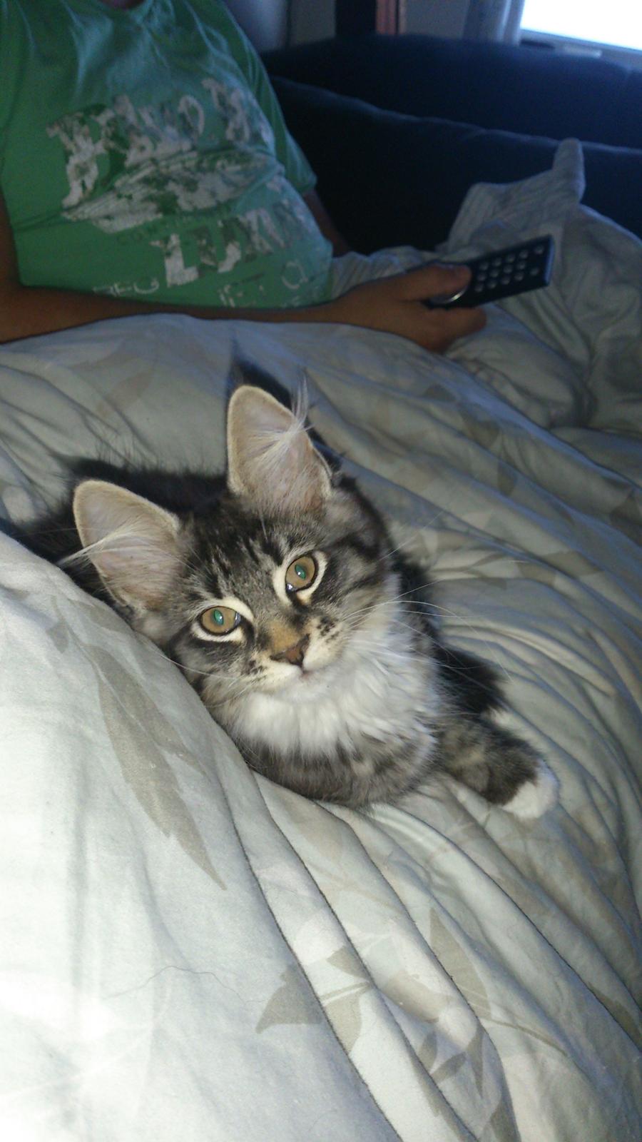 Blanding af racer Daisy billede 1