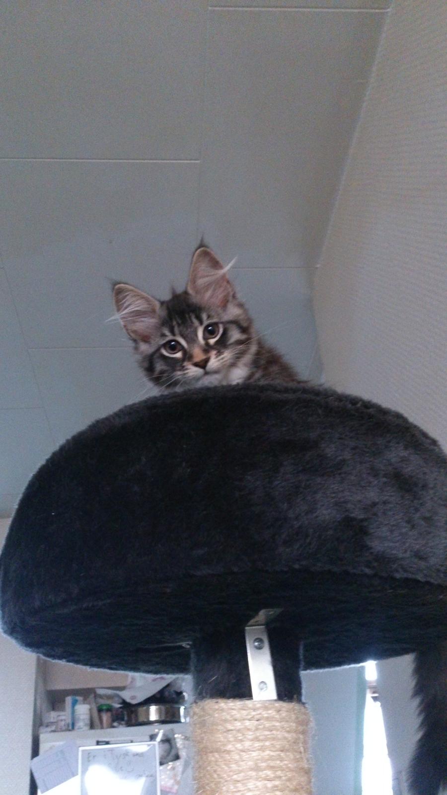 Blanding af racer Daisy billede 2