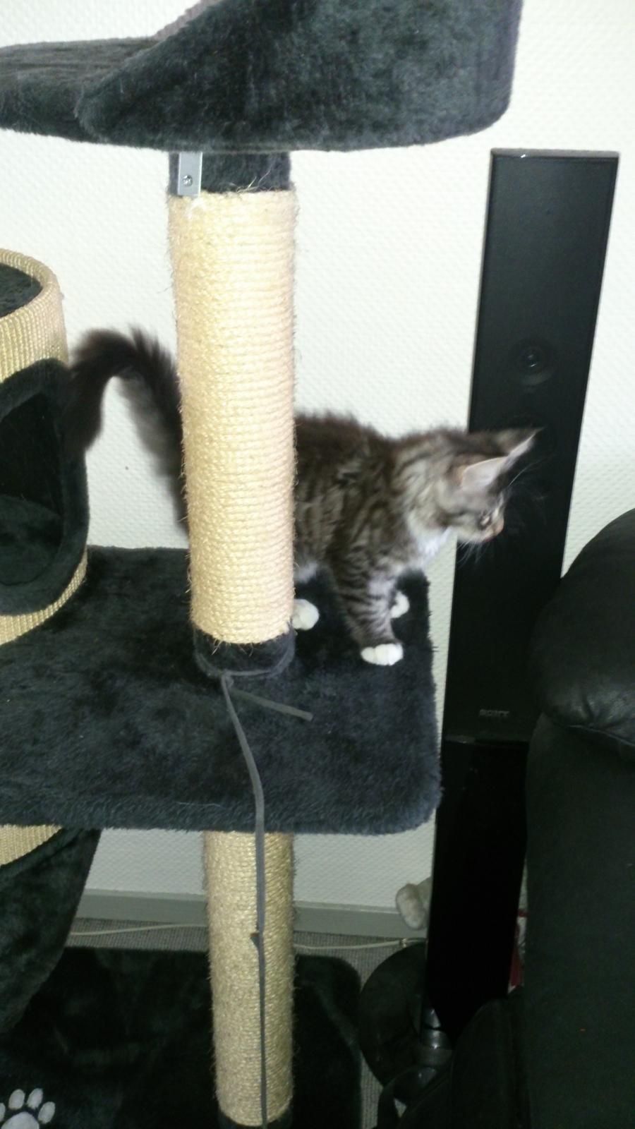 Blanding af racer Daisy billede 4