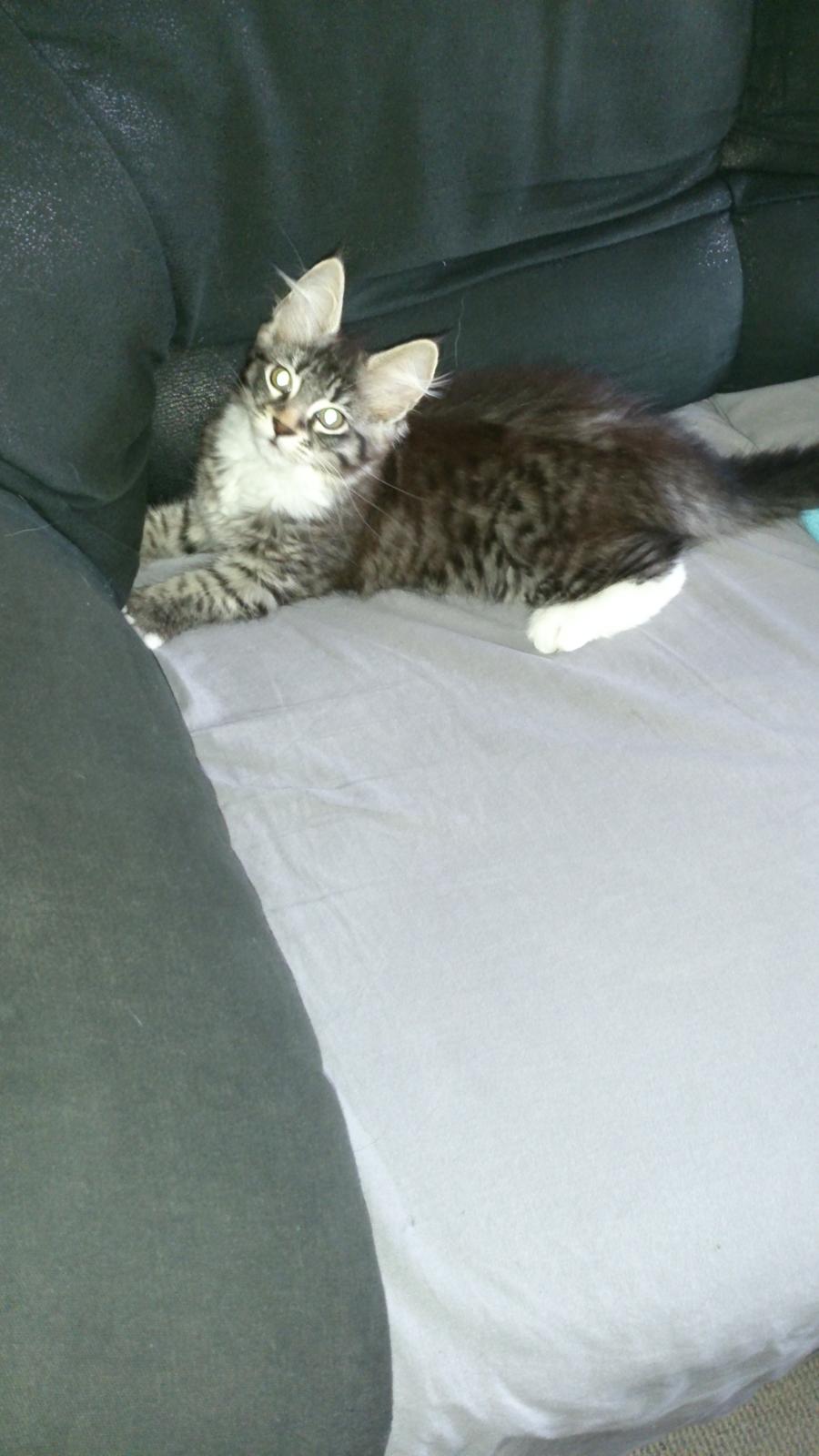 Blanding af racer Daisy billede 5