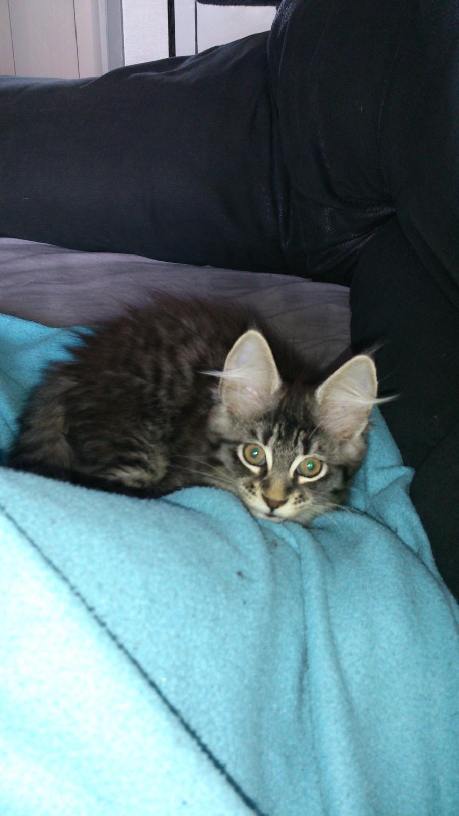 Blanding af racer Daisy billede 6