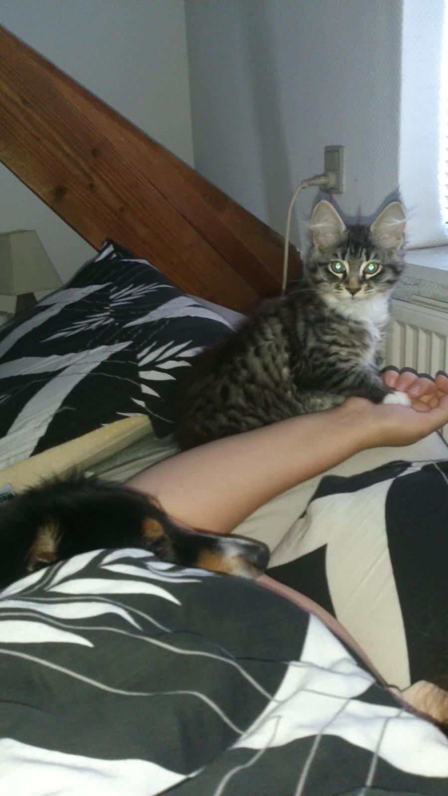 Blanding af racer Daisy billede 7