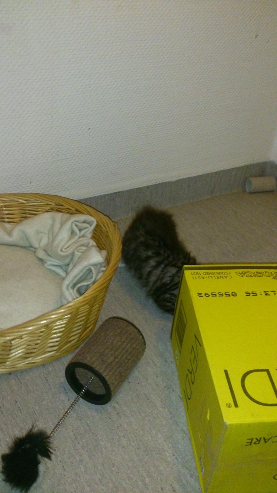 Blanding af racer Daisy billede 8