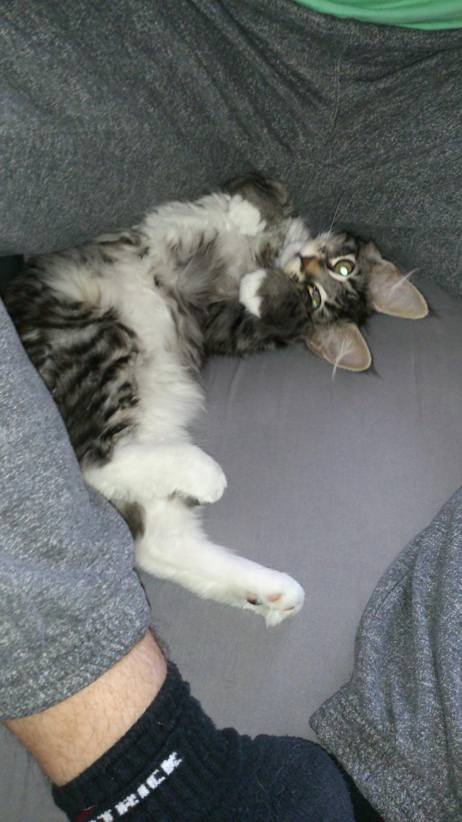 Blanding af racer Daisy billede 9