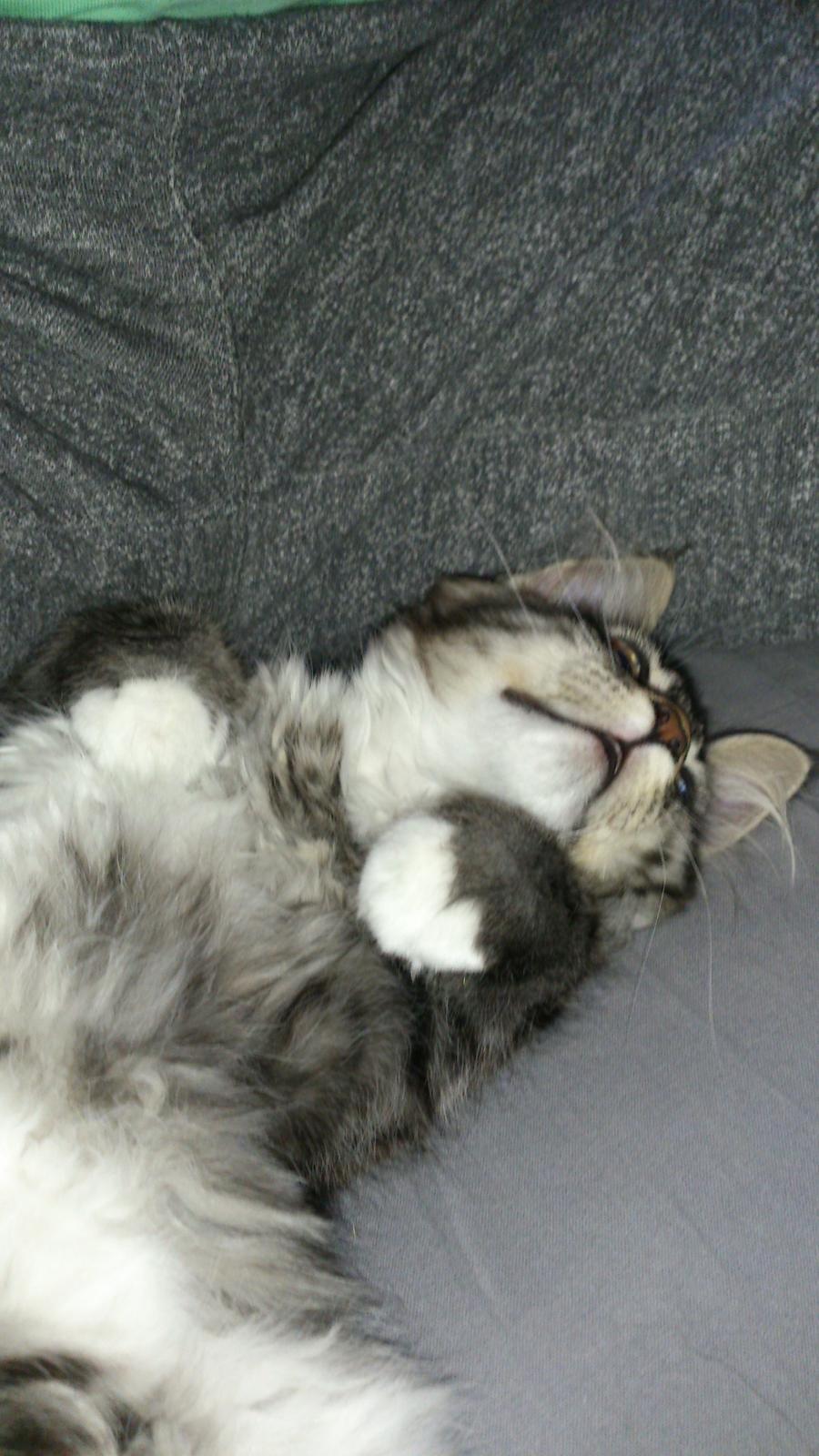 Blanding af racer Daisy billede 10