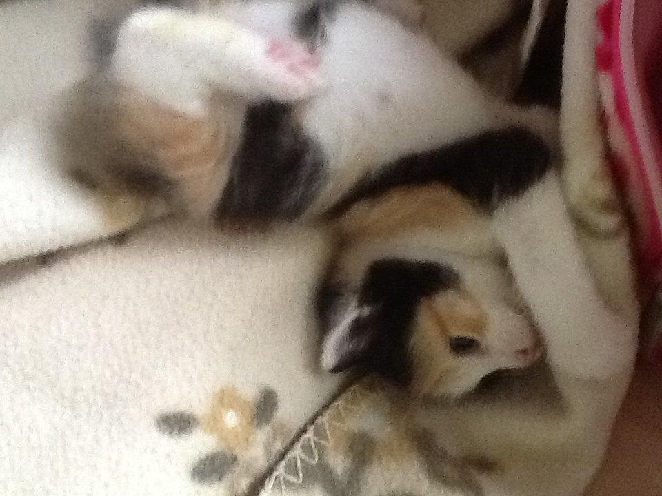 Blanding af racer Snuske R.I.P billede 2