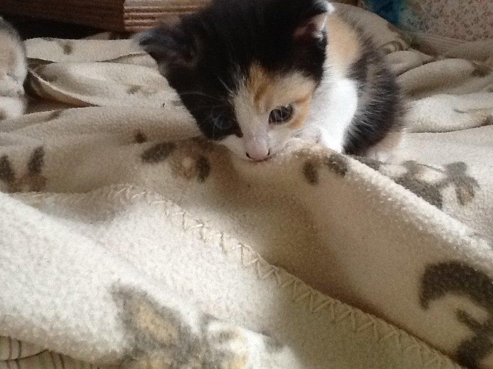 Blanding af racer Snuske R.I.P billede 3