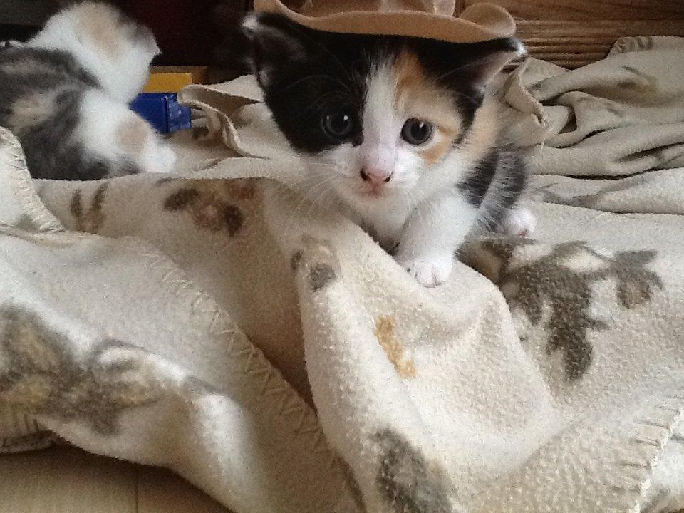 Blanding af racer Snuske R.I.P billede 4