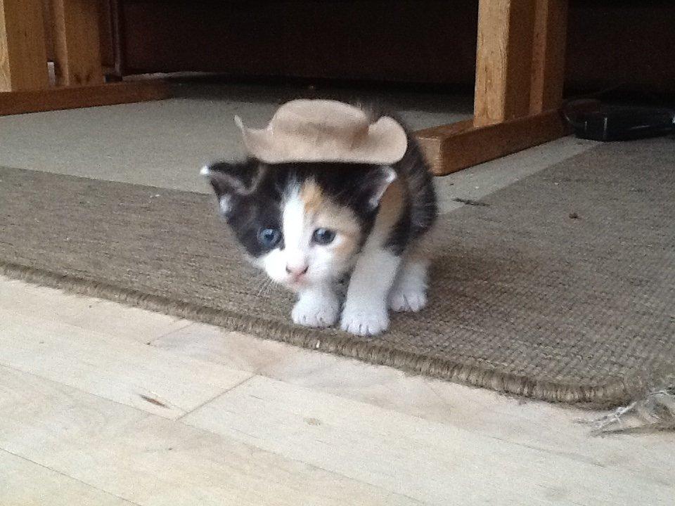 Blanding af racer Snuske R.I.P billede 5