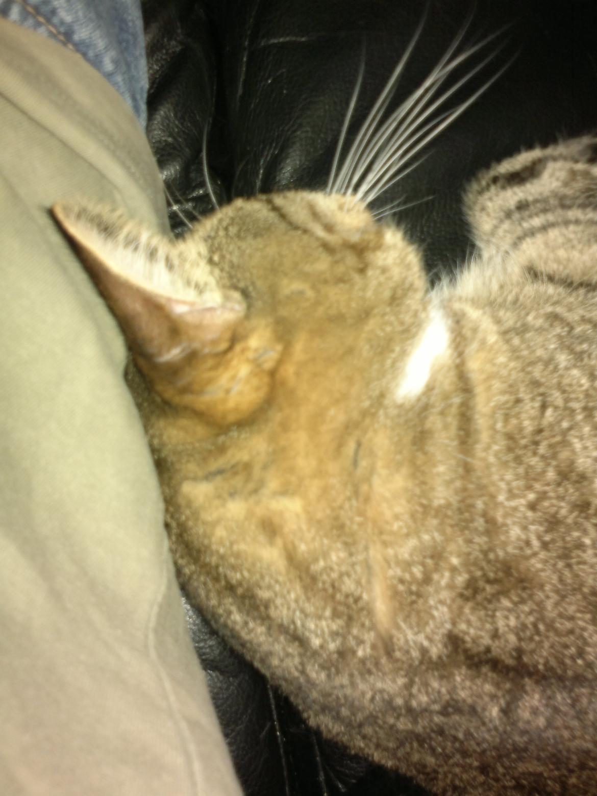 Huskat Muller billede 1