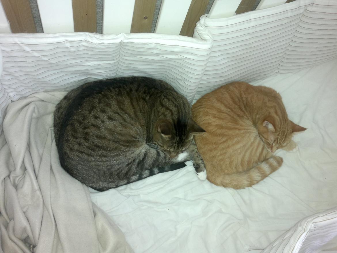 Huskat Muller - Hygge med lillesøster billede 2