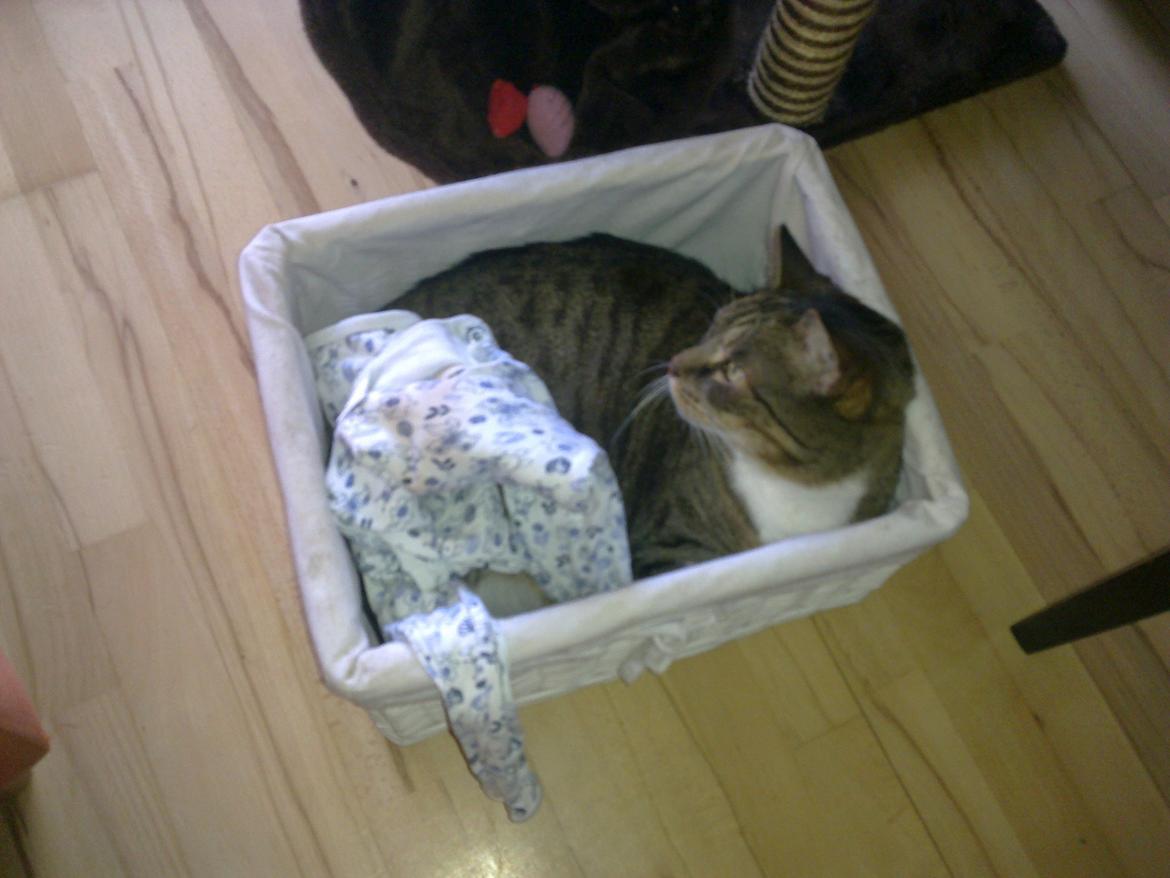 Huskat Muller - Elsker at putte i kasser. billede 3