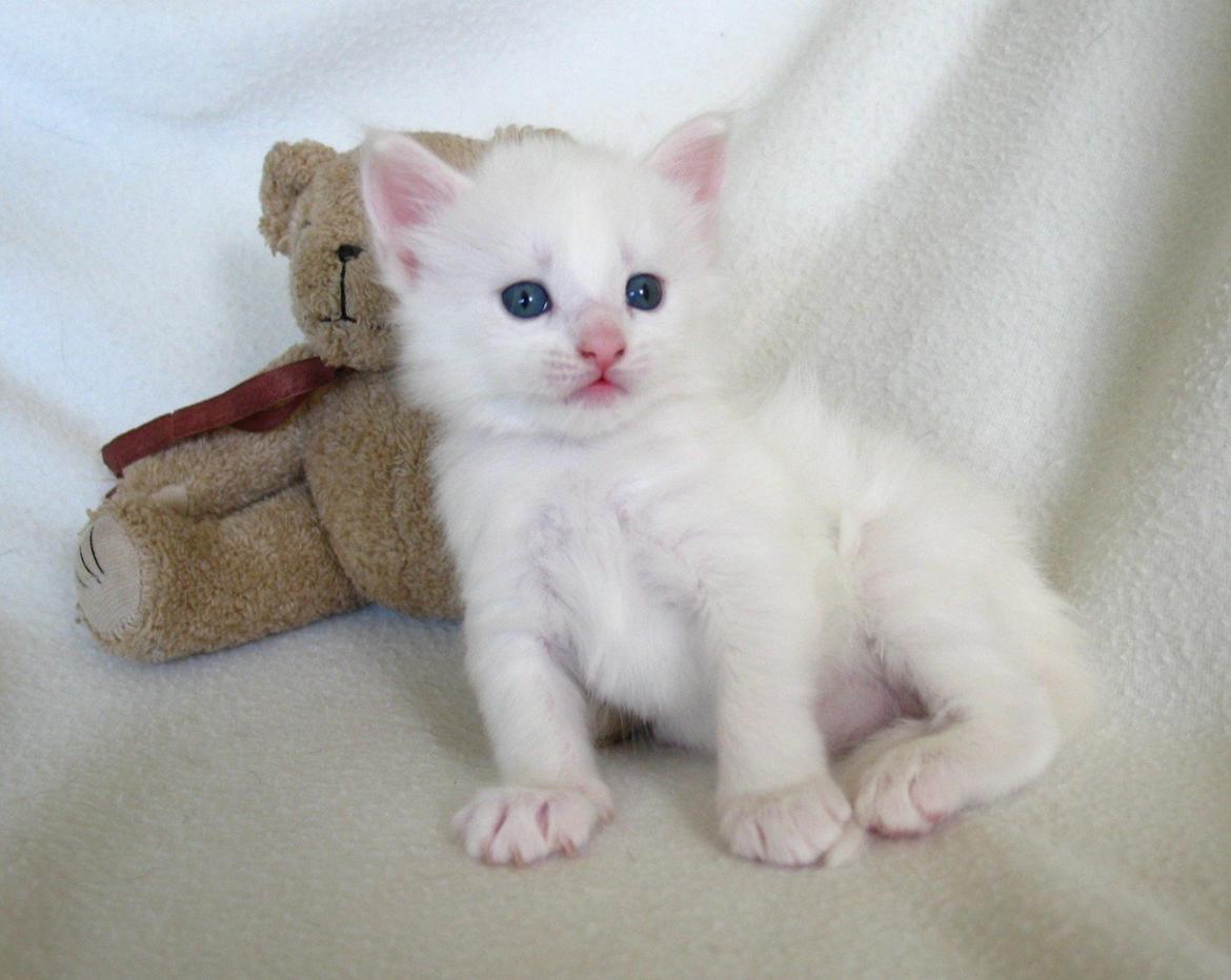 Maine Coon Sahara (SOLGT) - 4 uger billede 10