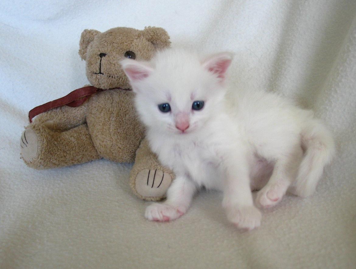 Maine Coon Sahara (SOLGT) - 4 uger billede 11