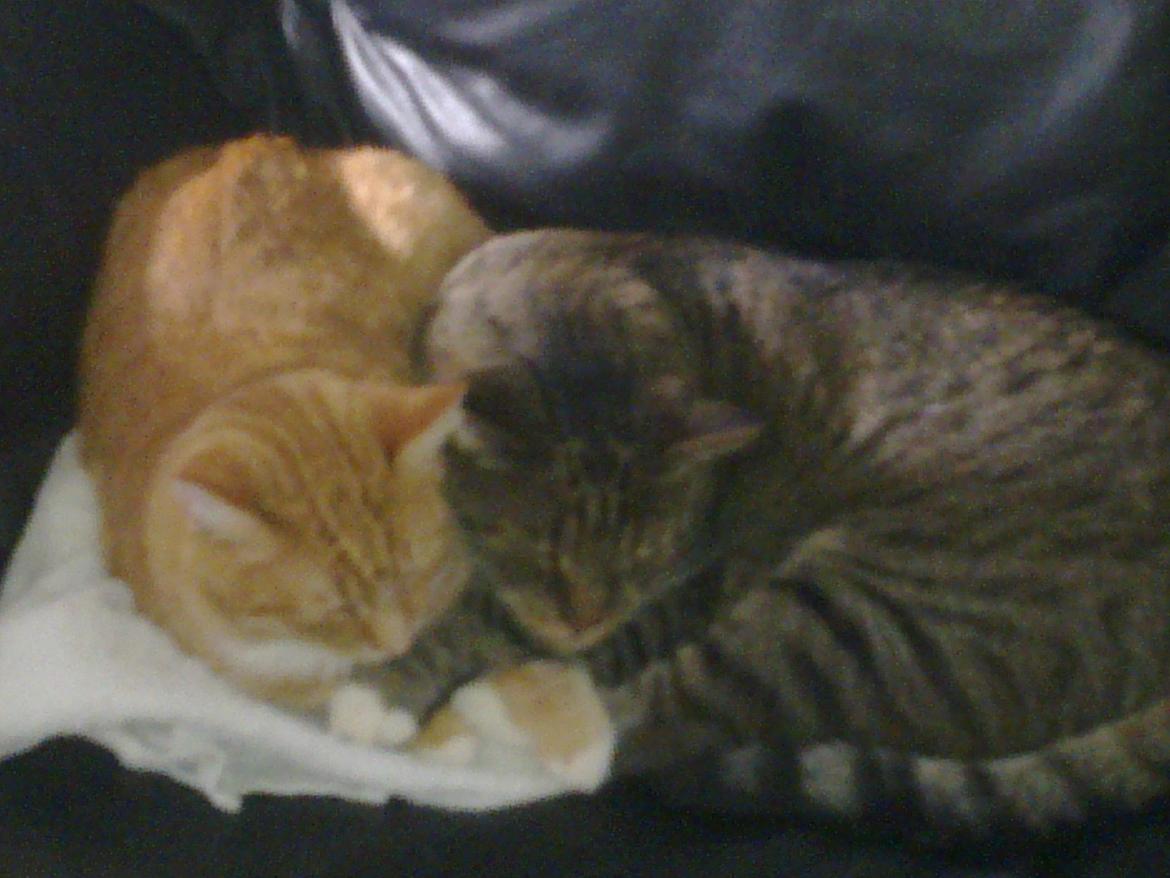 Huskat Muller billede 4