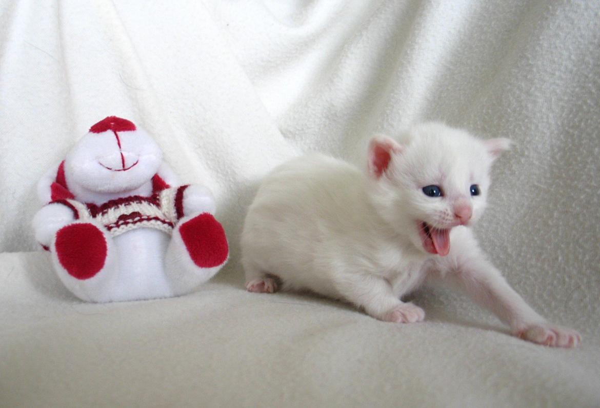 Maine Coon Sahara (SOLGT) - 3 uger billede 12