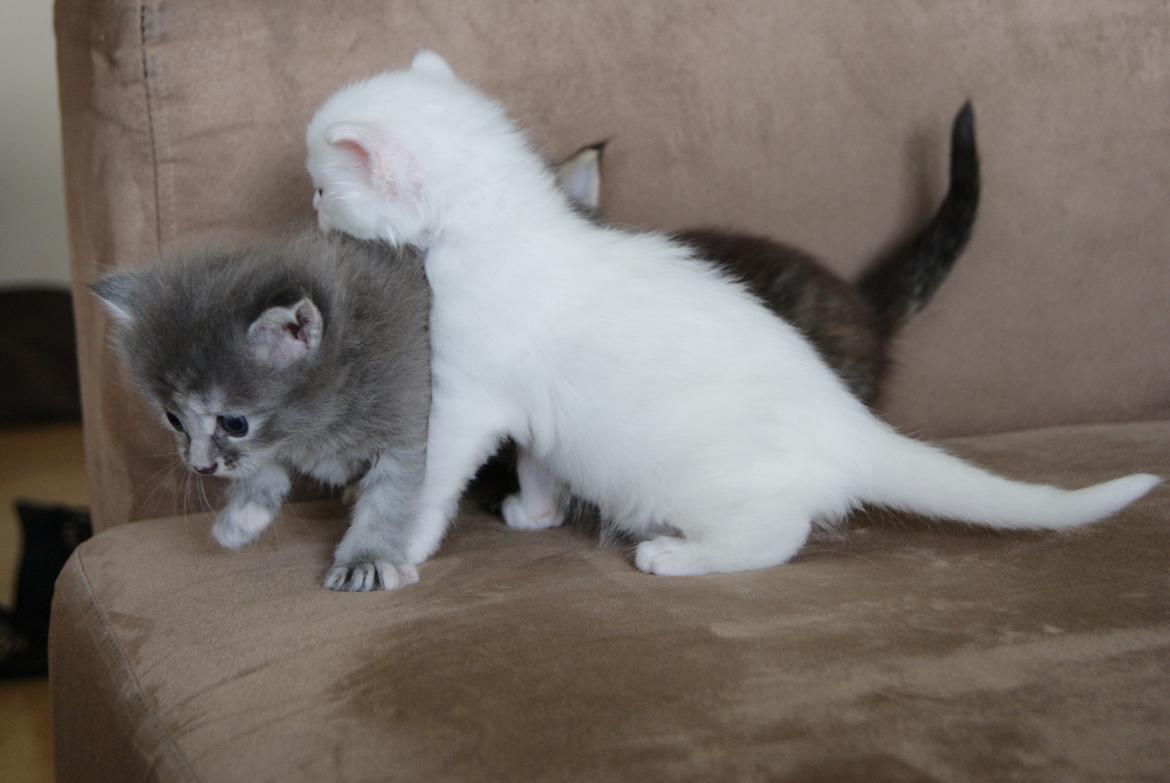 Maine Coon Sahara (SOLGT) - 3 uger billede 13