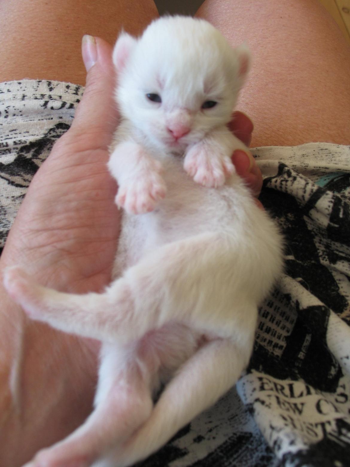 Maine Coon Sahara (SOLGT) - 6 dage billede 14