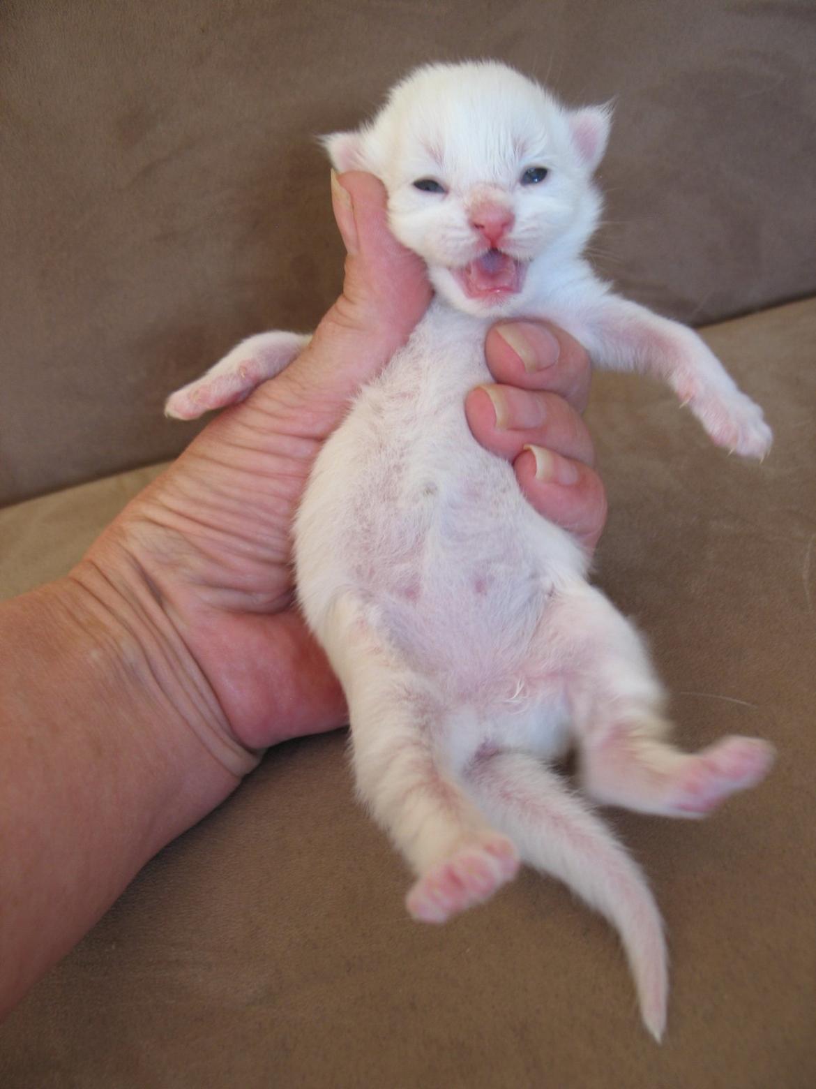 Maine Coon Sahara (SOLGT) - 6 dage billede 15