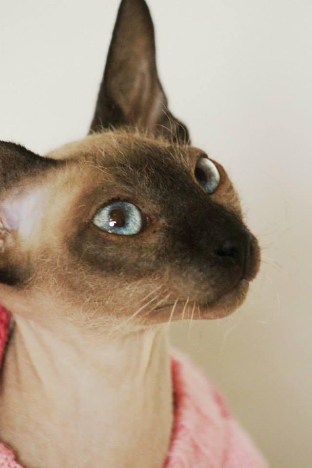 Sphynx Isabella *BABY* billede 1
