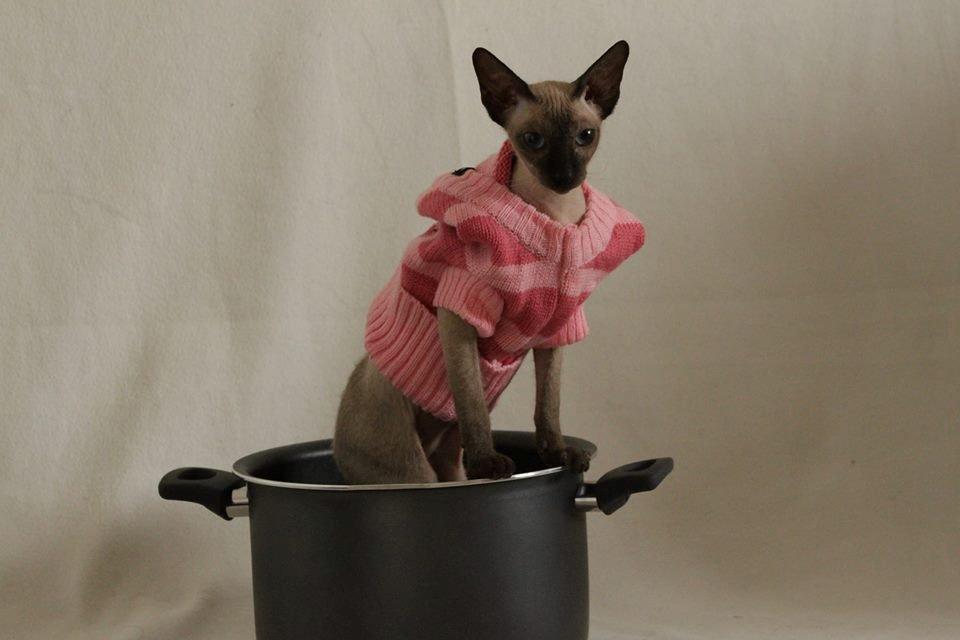 Sphynx Isabella *BABY* billede 29