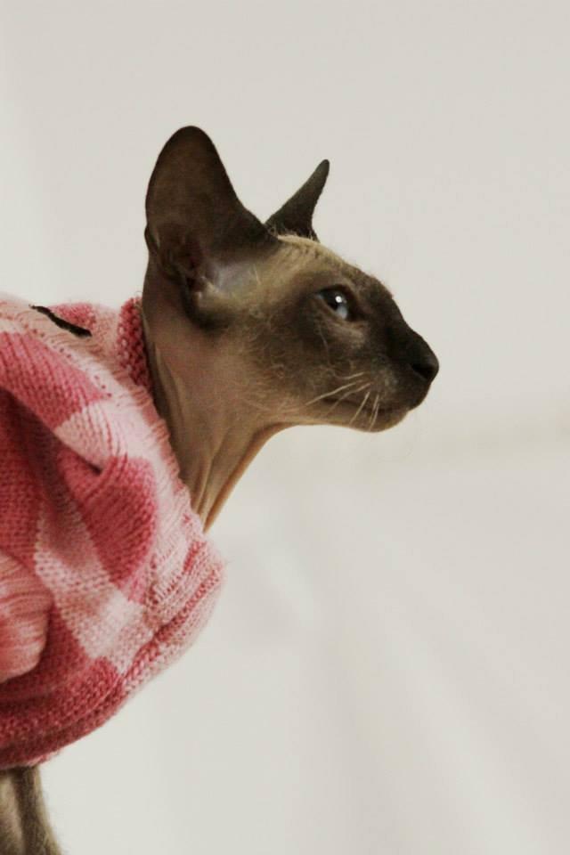 Sphynx Isabella *BABY* billede 5