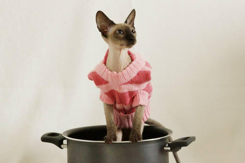 Sphynx Isabella *BABY* billede 8