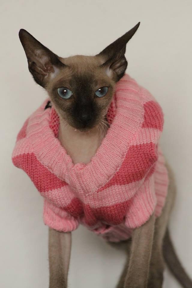 Sphynx Isabella *BABY* billede 30