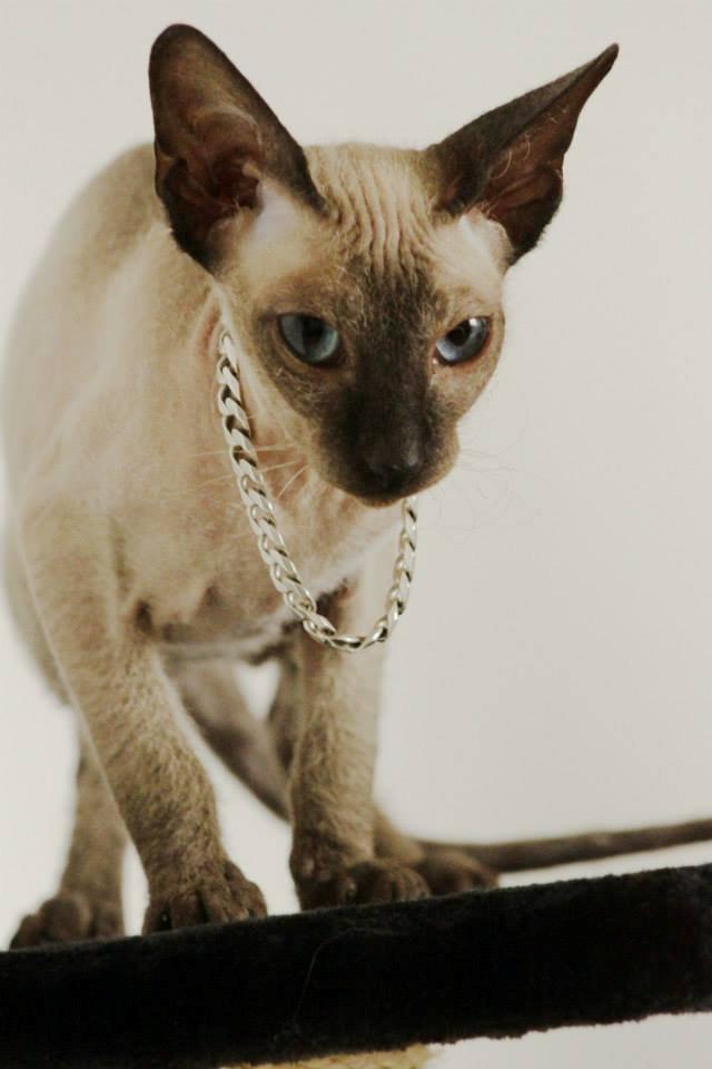 Sphynx Isabella *BABY* billede 9