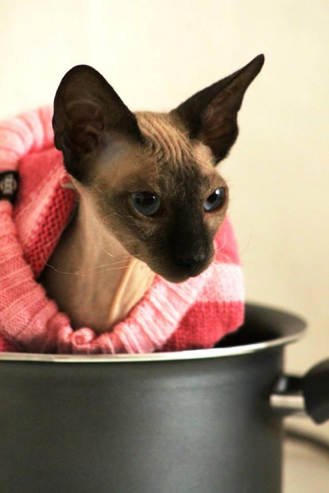 Sphynx Isabella *BABY* billede 16