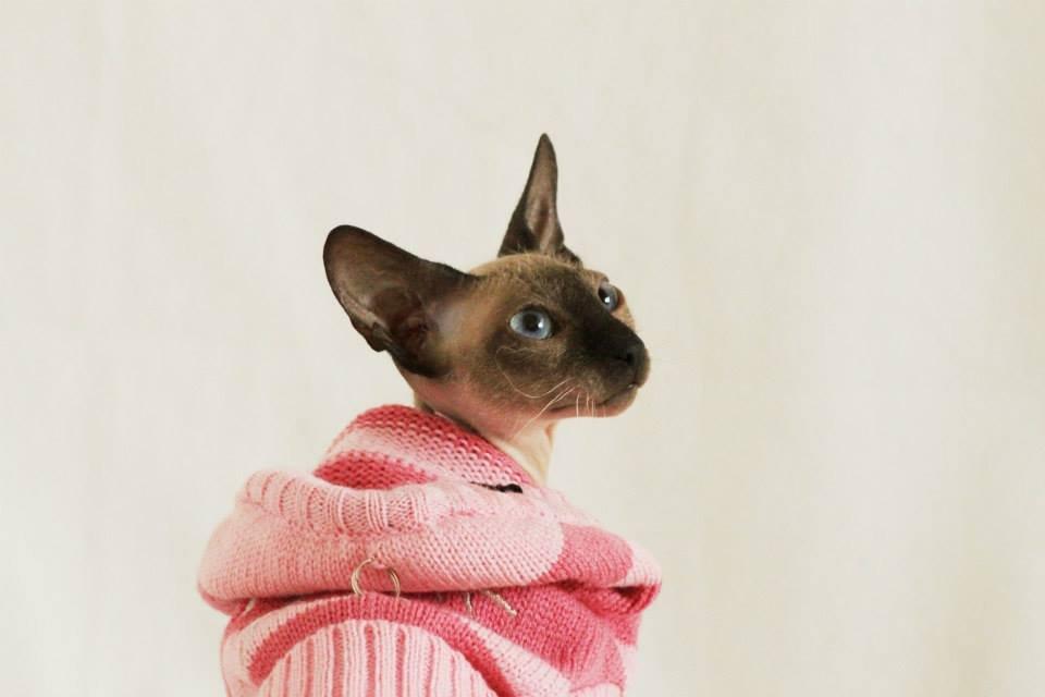 Sphynx Isabella *BABY* billede 31
