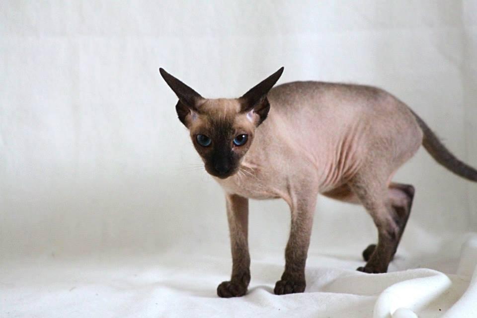 Sphynx Isabella *BABY* billede 32