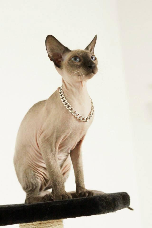 Sphynx Isabella *BABY* billede 7