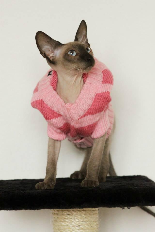 Sphynx Isabella *BABY* billede 33
