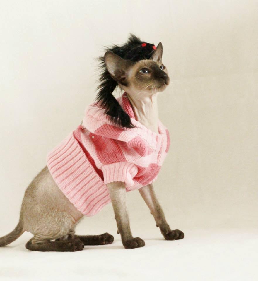 Sphynx Isabella *BABY* billede 34