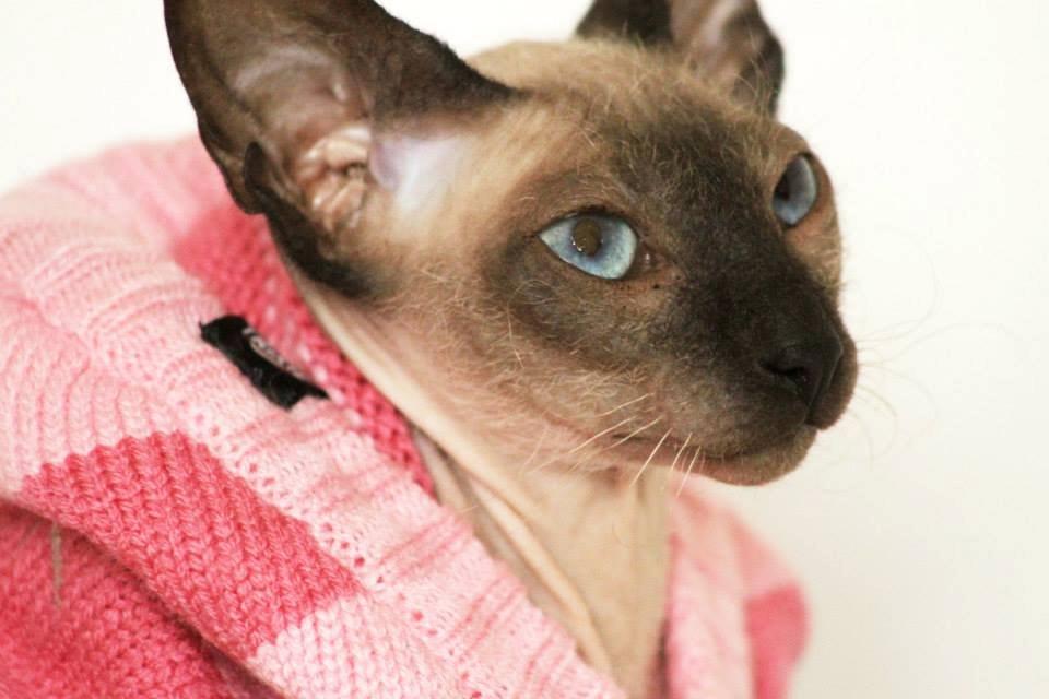 Sphynx Isabella *BABY* billede 35