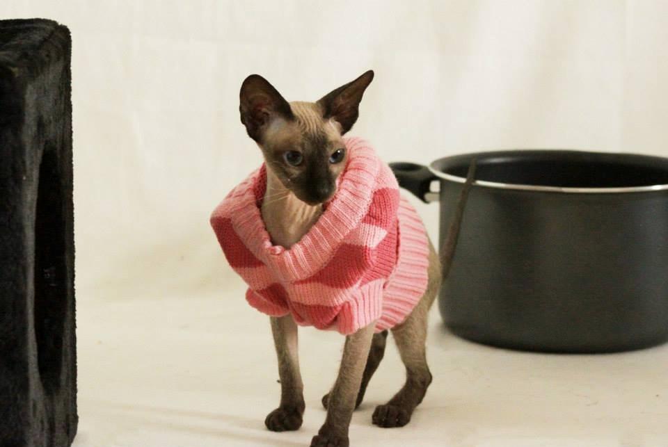 Sphynx Isabella *BABY* billede 36