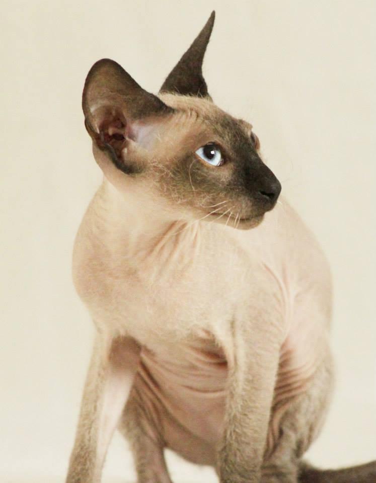 Sphynx Isabella *BABY* billede 10