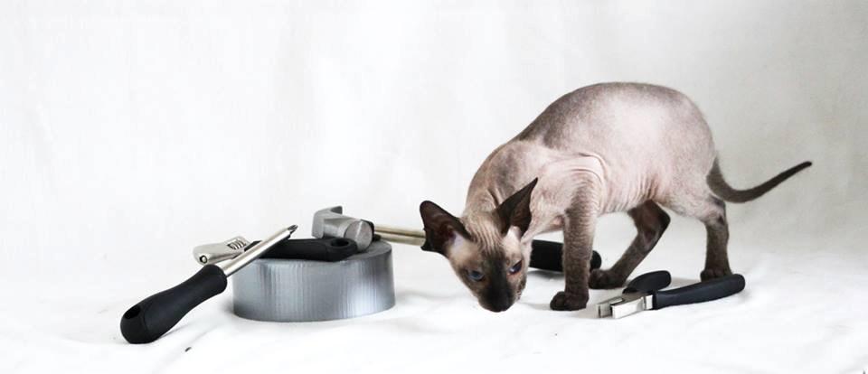 Sphynx Isabella *BABY* billede 2