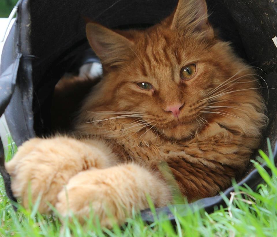 Maine Coon Leopold Firefox - Piraten Leo med ondt i øjet. billede 11