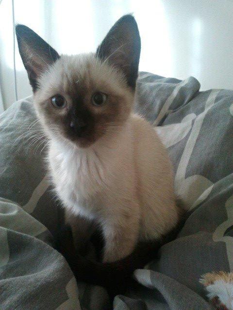 Siameser Nemesis billede 22