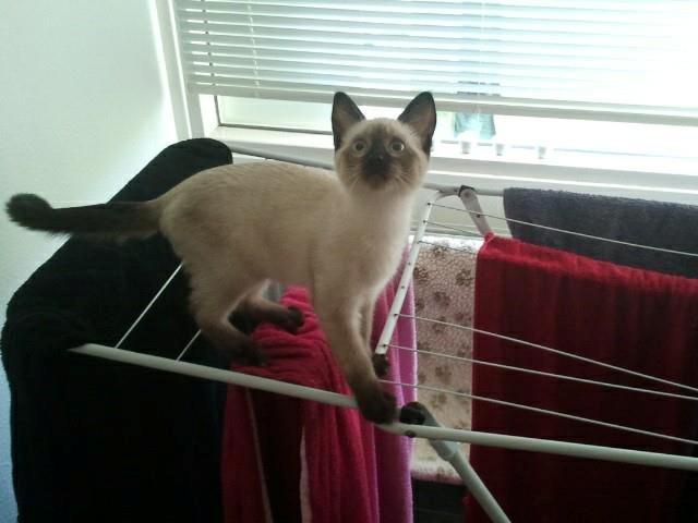 Siameser Nemesis - Kravler rundt på vasketøjs-stativet! Selvom hun ikke må ;) billede 23