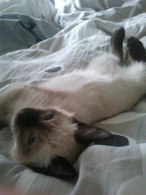 Siameser Nemesis billede 25