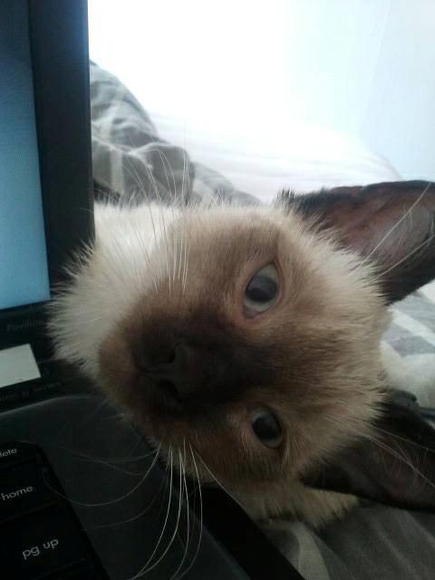 Siameser Nemesis - "Selvom moar spiller computer, holder jeg stadig øje med hende!" billede 26